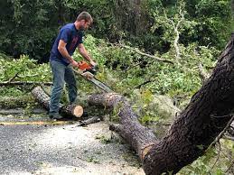 Best Seasonal Cleanup  in Livingston, CA