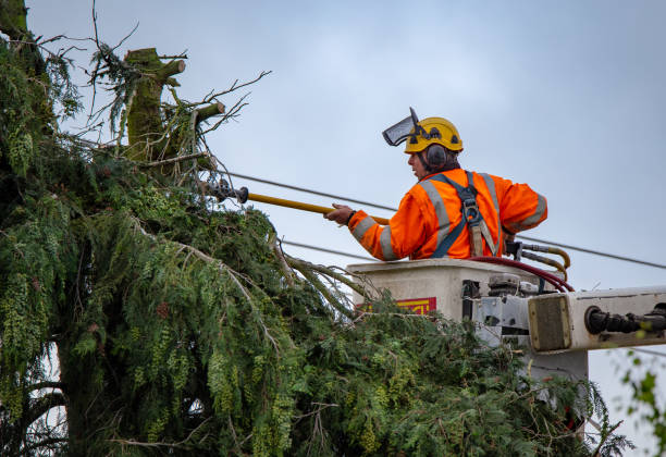 Best Arborist Consultation Services  in Livingston, CA