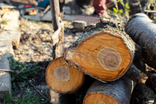 How Our Tree Care Process Works  in  Livingston, CA