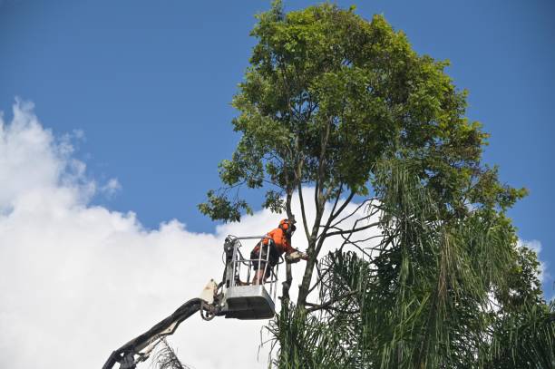 Best Commercial Tree Services  in Livingston, CA