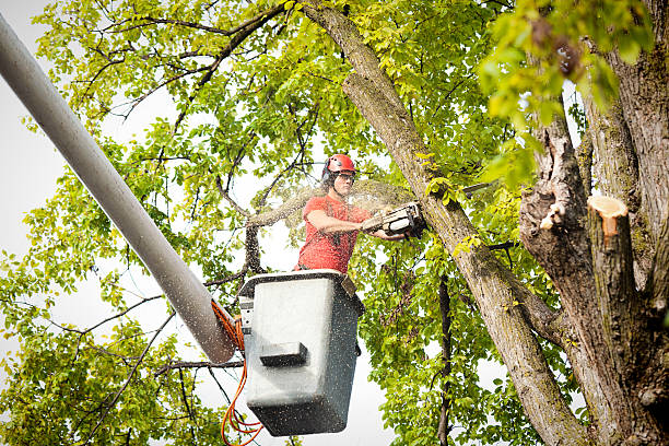 Reliable Livingston, CA Tree Services Solutions