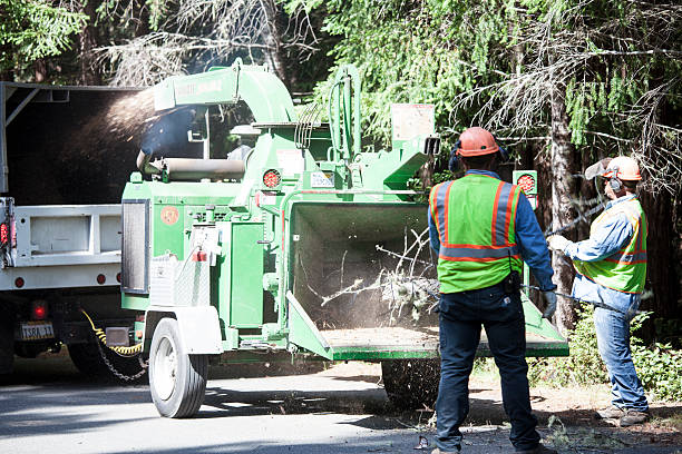 Best Tree Trimming and Pruning  in Livingston, CA