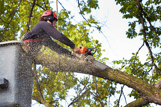 Best Hazardous Tree Removal  in Livingston, CA