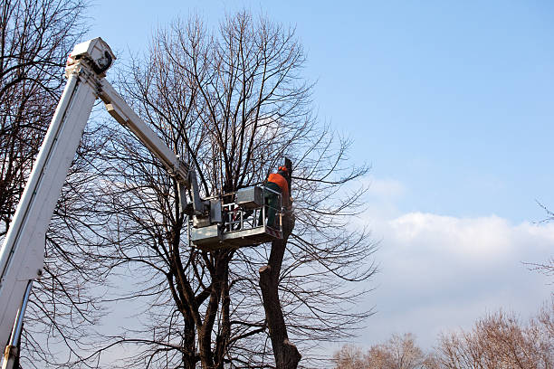 Best Tree Cabling and Bracing  in Livingston, CA