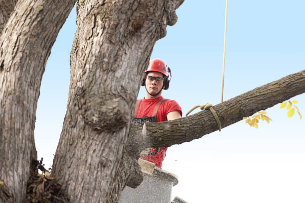 Best Tree Fertilization  in Livingston, CA